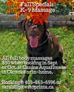 K9fall special